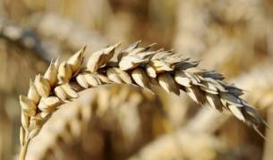 Дянков заплаши зърнопроизводителите