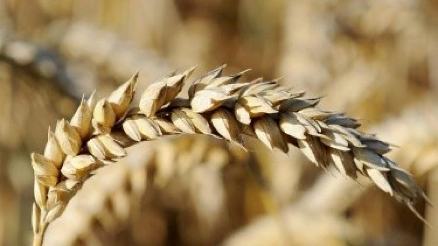 Дянков заплаши зърнопроизводителите