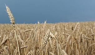 Зърнопроизводителите искат главата на Дянков