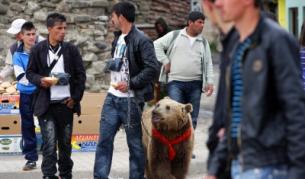 Тези албански цигани в град Елбасан искат по 2 евро, за да се снимаш с мечката им