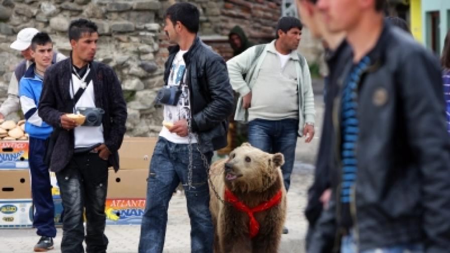 Тези албански цигани в град Елбасан искат по 2 евро, за да се снимаш с мечката им