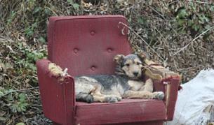 В Румъния ще евтаназират уличните кучета