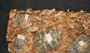 Снаха на Кирил Рашков бе осъдена условно