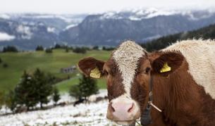 Типичен швейцарски пейзаж – може би за такъв мечтаят 10% от сърбите