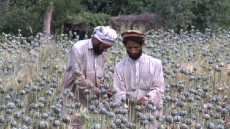 Опиумът съставя 9% от БВП на Афганистан