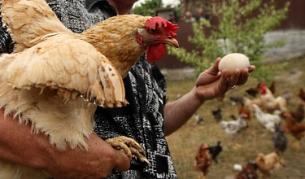 Български модел за отопление на жилища, вдъхновен от квачките