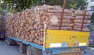 50% от дървесината ще се търгува на стоковите борси