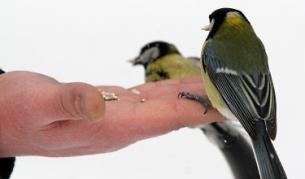 Синигер, гугутка или врабче - решават софиянци