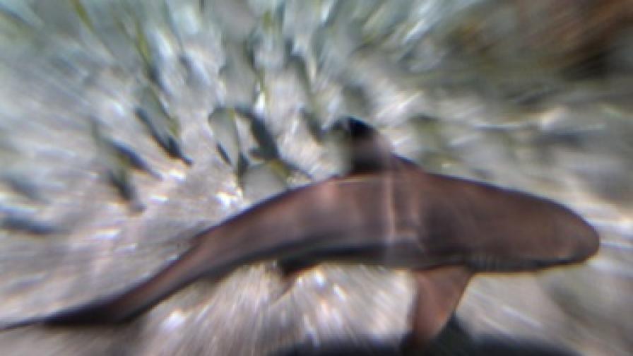 Акула уби гмуркач в Австралия