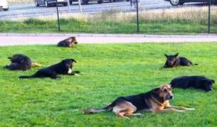 Министър: Може да стигнем и до евтаназия на кучета