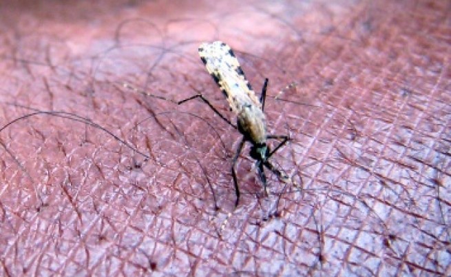 Маларията може да стане нелечима