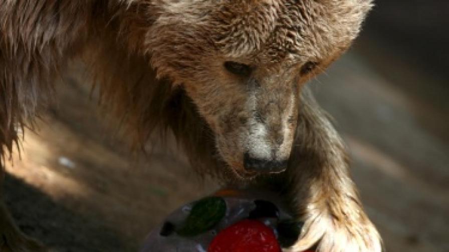 Лаком мечок краде кюфтета в Лос Анджелис