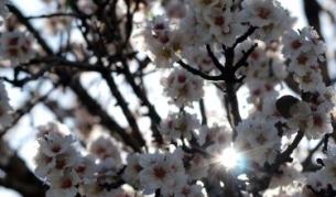 Няма опасност от измръзване на рано разцъфтелите плодни дръвчета тази година