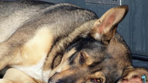  <p>&bdquo;Екоравновесие&rdquo;: Кучетата се крият доста добре през нощта</p> 