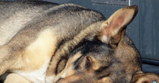 България Екоравновесие: Кучетата се крият много добре през нощта Глутница