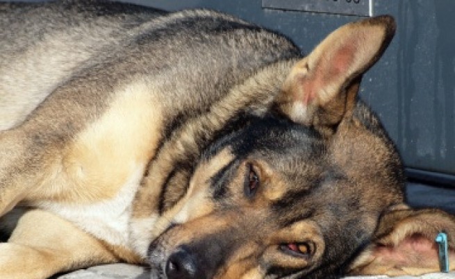 Пет убити кучета на сметището в Кубрат