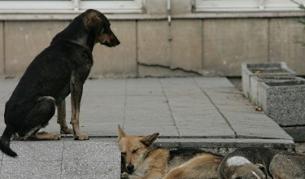 Кучетата са един от основните проблеми на София