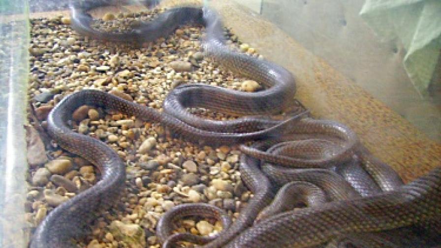 Извадиха змии от коли в Кюстендил и Дупница