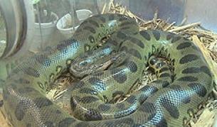Зелена анаконда