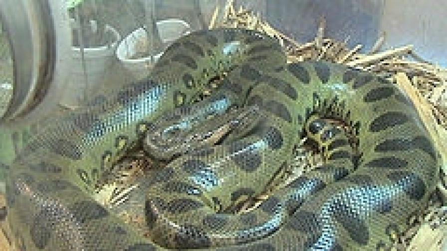 2,5-метрова змия в офиса на братя Еринини