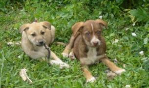 Почина поредната жертва на кучета