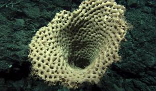 Японско пътешествие "до центъра на Земята"