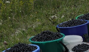 Плащаме връщането на 198 берачи от Швеция