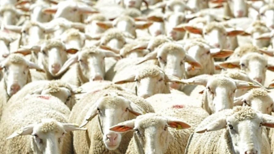 Мълния уби 400 овце в Гърция