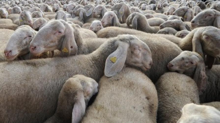 Есемеси пазят овцете от вълци