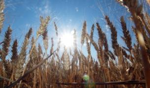 Започват проверки на пазара на зърно