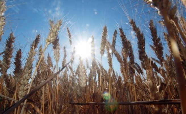 ООН: Милиони тонове неизползвано зърно са блокирани в Украйна