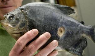 В р. Марица хванаха втора пираня  