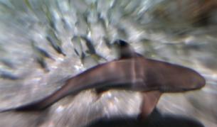 Медузите убиват повече хора от акулите