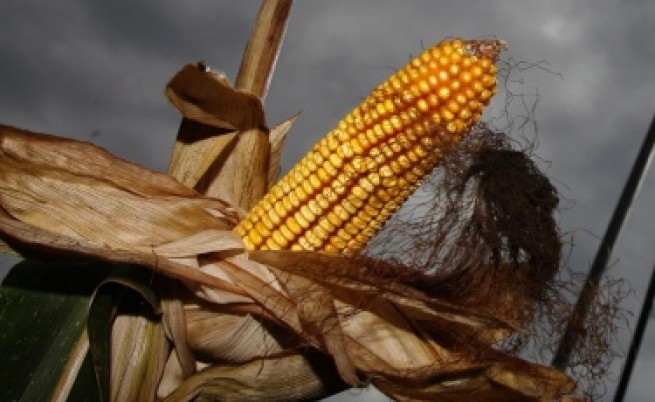 ГМО-царевица предизвикала рак при плъхове