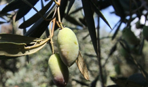 Най-старото дърво в света още дава плод