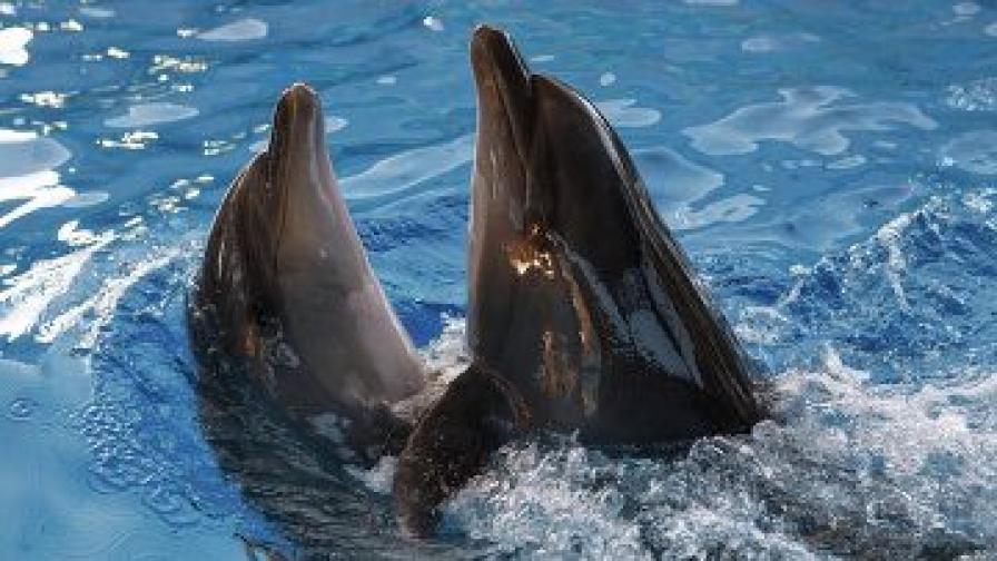 В Русия пак се сетиха за бойните делфини