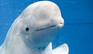 Китовете искат да си говорят с хората?