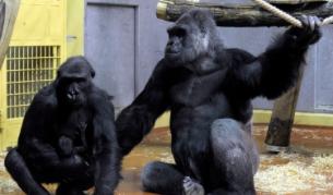 Семейство горили с току що родено бебе в зоологическата градина в Будапеща