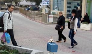 Куче помага на стопаните си като ходи на пазар в столичния ж. к. "Младост"