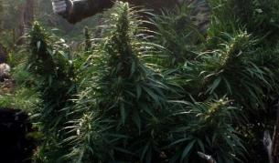 Съединени марихуански щати 