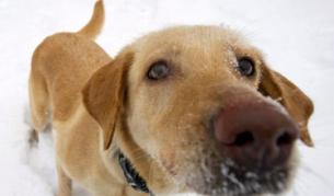 Защо кучето е станало най-добрият приятел на човека