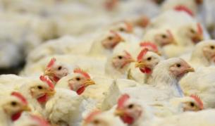 Беларус забрани вноса на пилешко от България