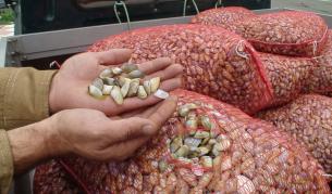 Създадоха хирургическо лепило с помощта на миди