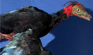 Първите птици били с четири крила  