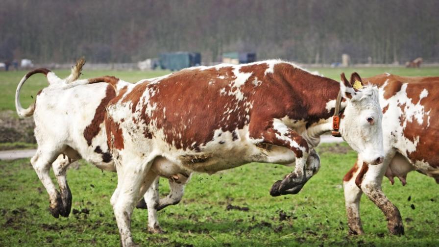 Австрийската полиция преследва стадо крави