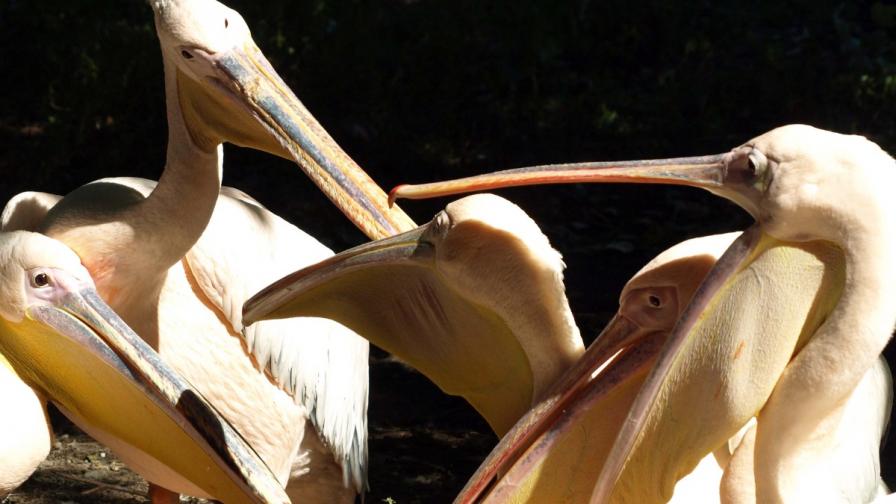 В резервата "Сребърна" се излюпиха първите пеликанчета 