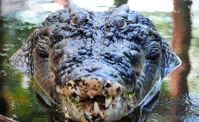 Куриоз: Рибар нокаутира крокодил, спаси се от смъртоносна захапка