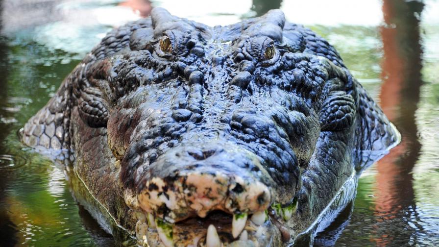 Куриоз: Рибар нокаутира крокодил, спаси се от смъртоносна захапка