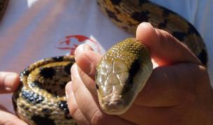 Прокуратурата в Пловдив разследва случай с нахапани от змии деца