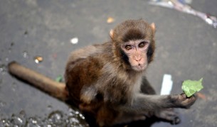 снимка: архив